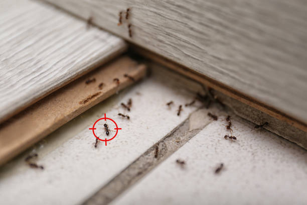 Best Pest Control Near Me  in Leisuretowne, NJ