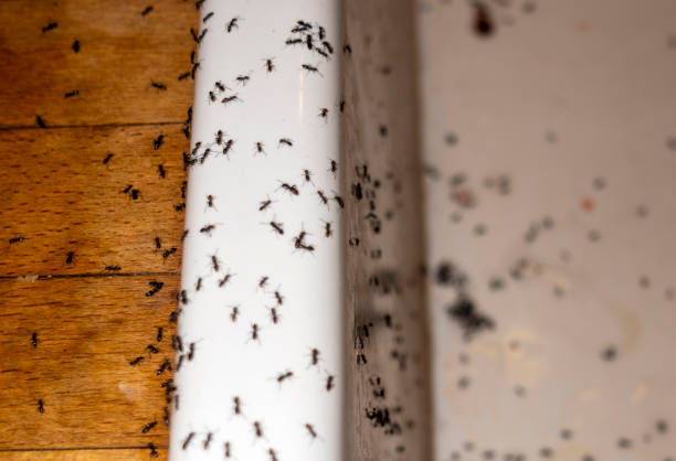 Best Best Pest Control Companies  in Leisuretowne, NJ